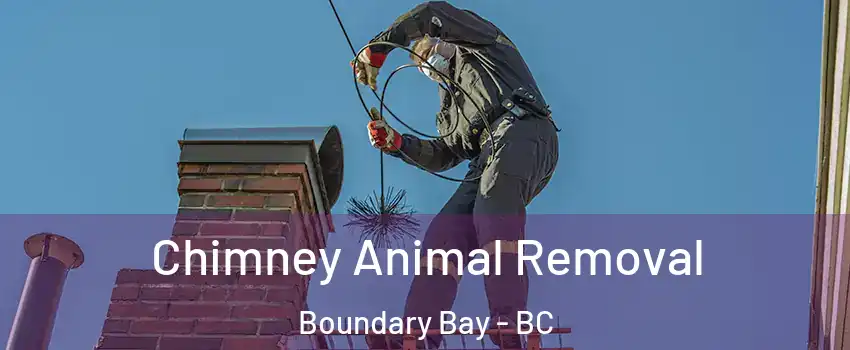 Chimney Animal Removal Boundary Bay - BC