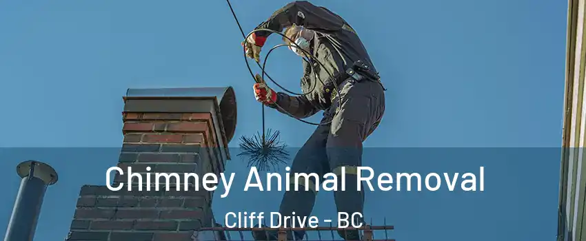 Chimney Animal Removal Cliff Drive - BC