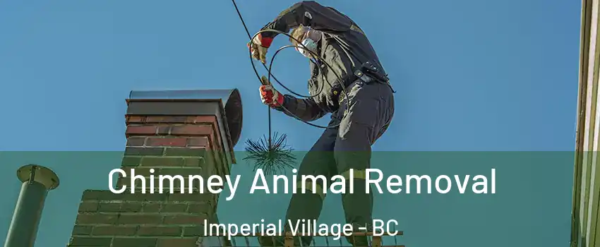  Chimney Animal Removal Imperial Village - BC