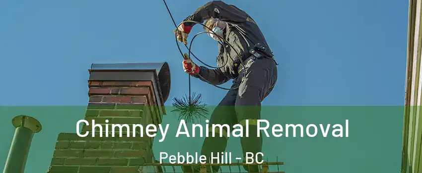 Chimney Animal Removal Pebble Hill - BC