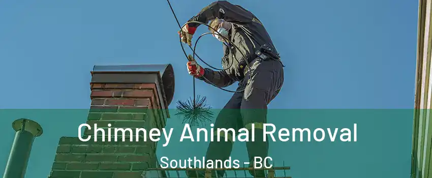 Chimney Animal Removal Southlands - BC
