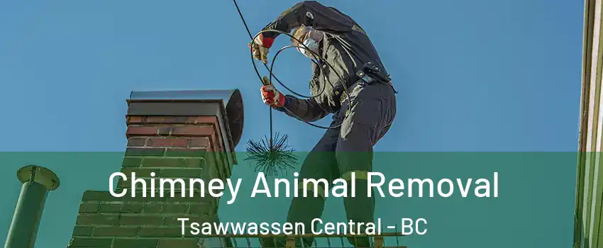 Chimney Animal Removal Tsawwassen Central - BC